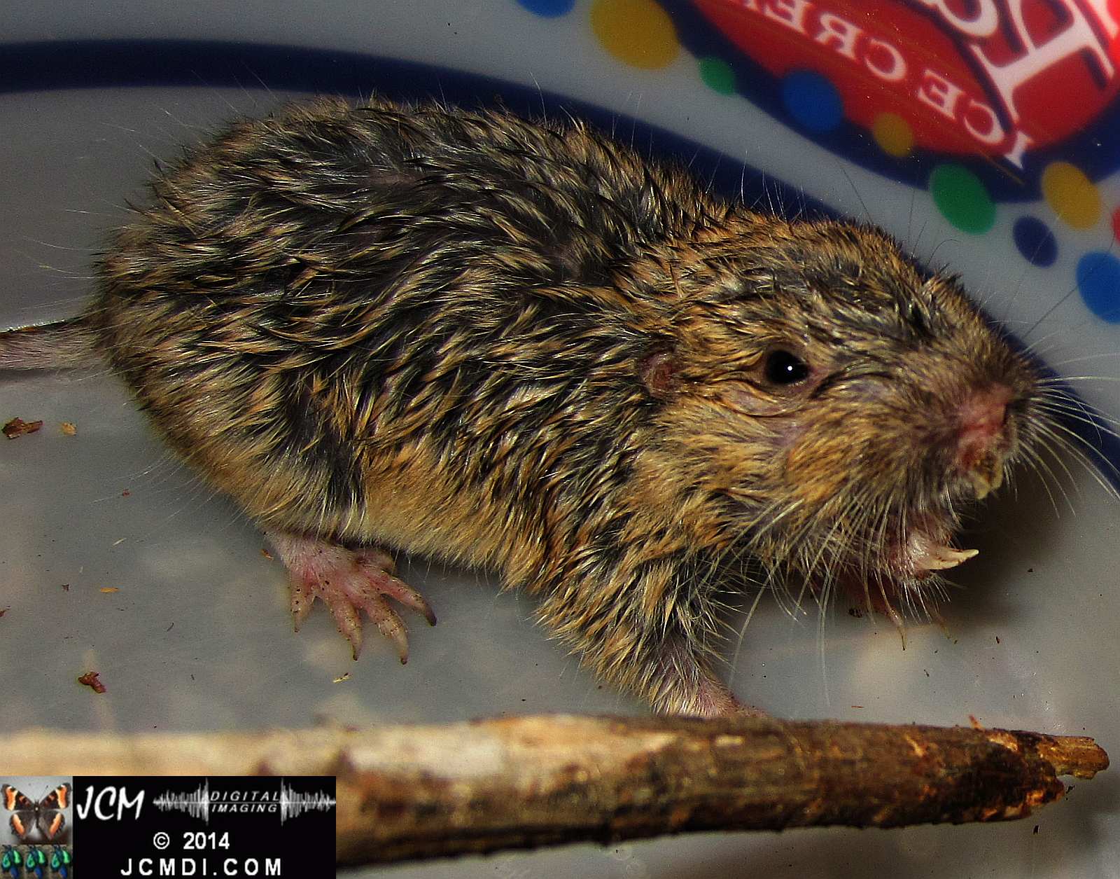 Pocket Gopher Catch and Release close-up